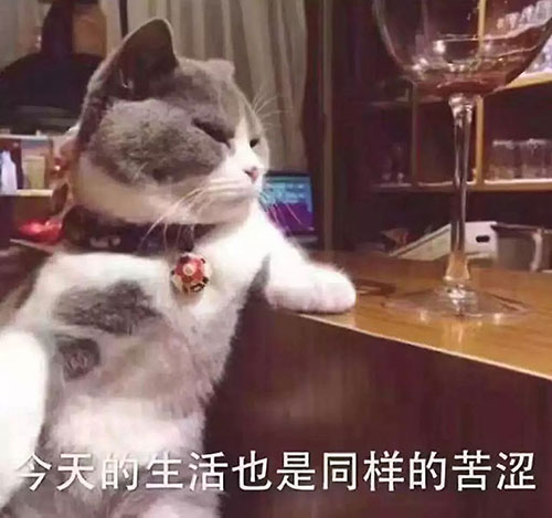 南京家庭裝修之喵星人：“裝修前，你考慮過我嗎？”